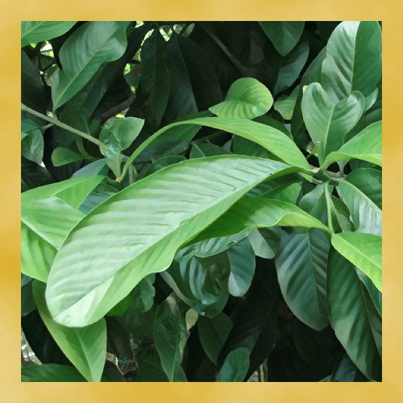 ใบฝรั่ง